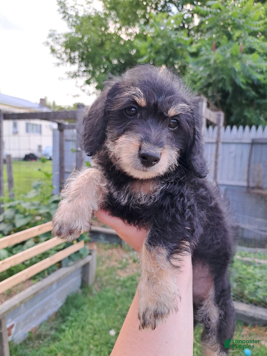 Doxiepoo dogs for sale: Biscuit - Image 9