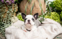 French Bulldog dogs for sale: Honey - Image 1
