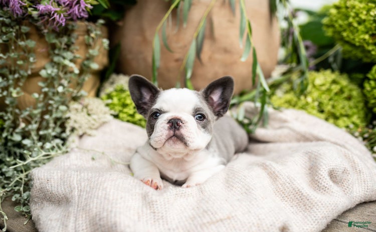 French Bulldog dogs for sale - Ad 3