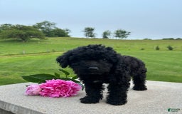 Mini Aussiedoodle dogs for sale: Ellie - Image 2