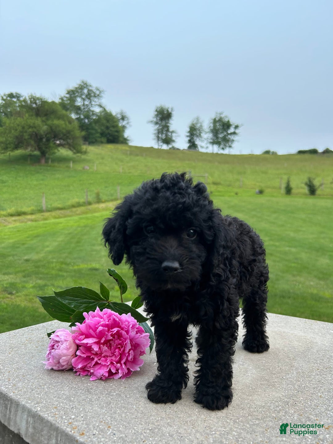 Mini Aussiedoodle dogs for sale: Ellie - Image 2