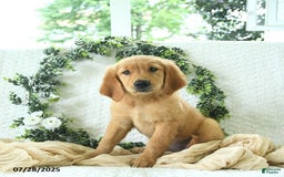 Golden Retriever dogs for sale: Aleigha - Image 18