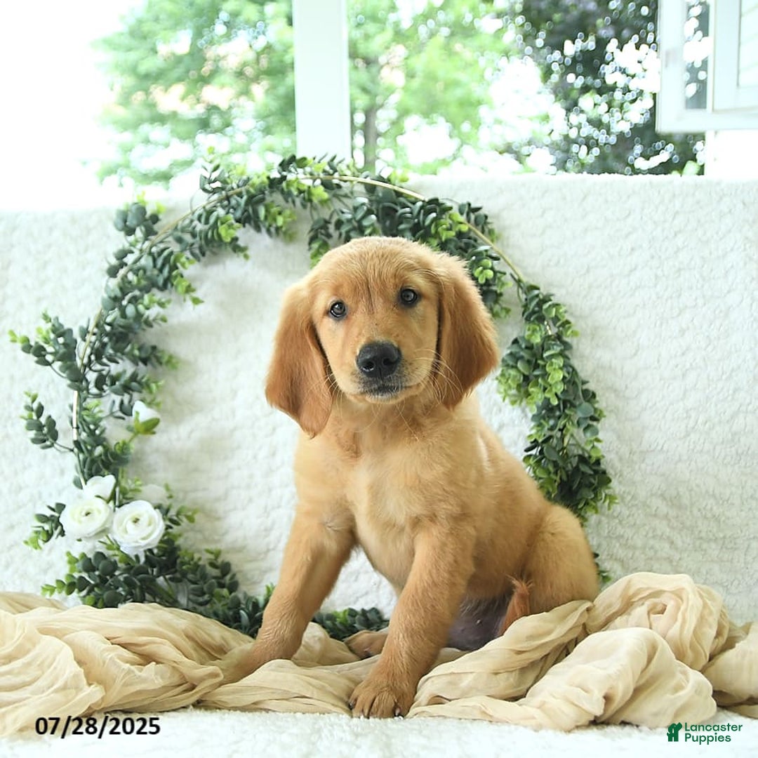 Golden Retriever dogs for sale: Aleigha - Image 18