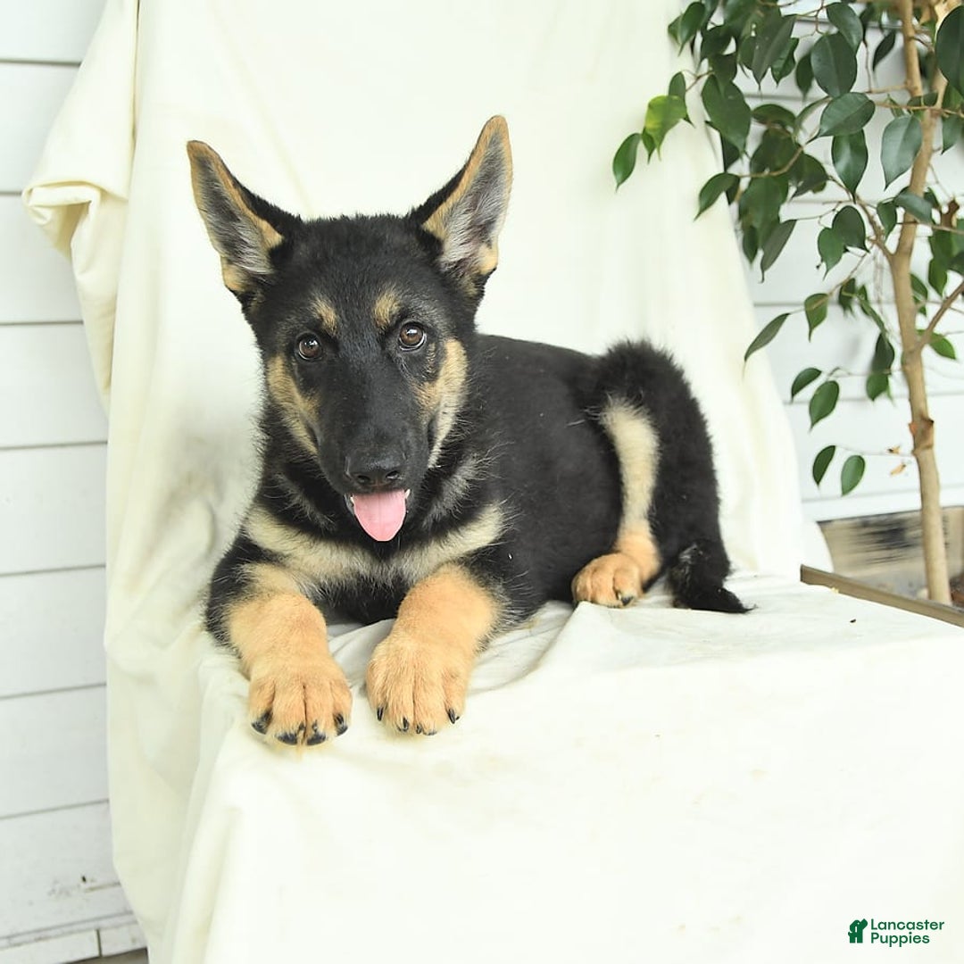 Gerberian Shepsky dogs for sale: Moonlight - Image 3