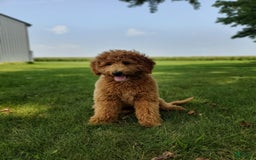 Mini Goldendoodle dogs for sale: Milo F1b - Image 12