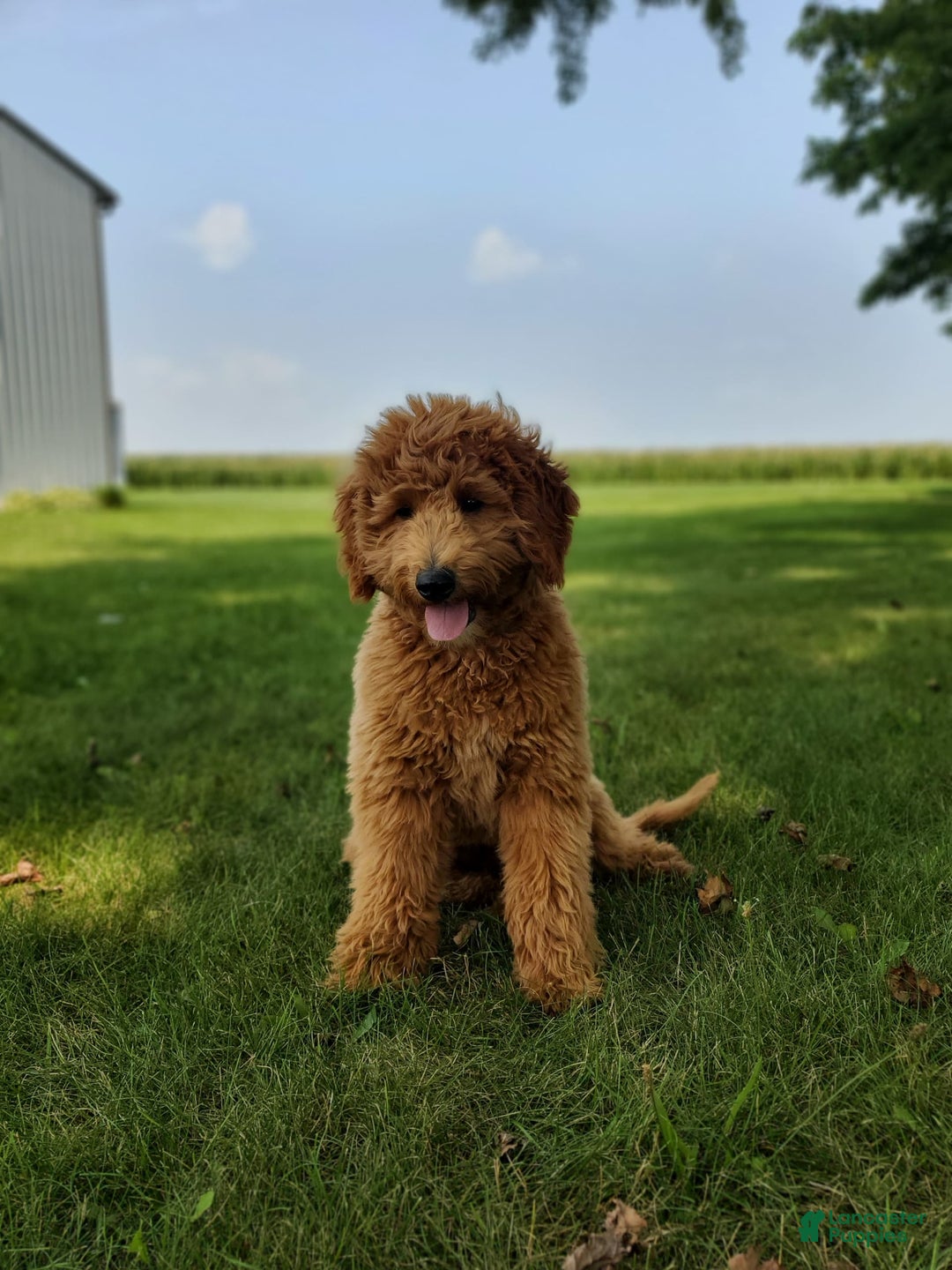 Mini Goldendoodle dogs for sale: Milo F1b - Image 12