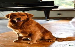 Golden Retriever dogs for sale: Rusty - Image 12