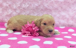 Cockapoo dogs for sale: Lydia - Image 18