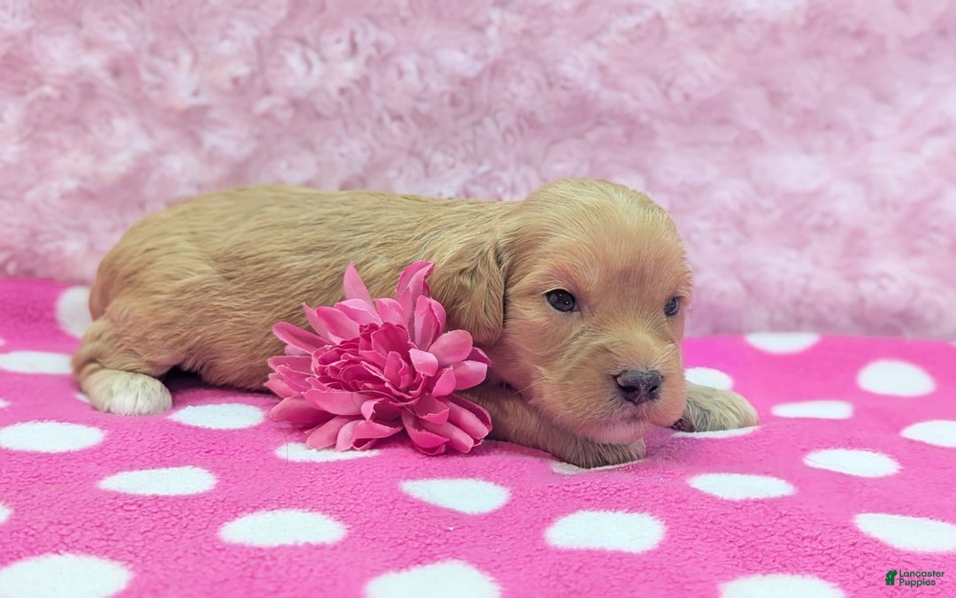Cockapoo dogs for sale: Lydia - Image 18