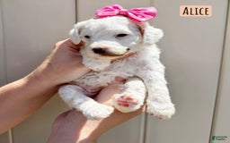 Mini Goldendoodle dogs for sale: Petite Alice - Image 4