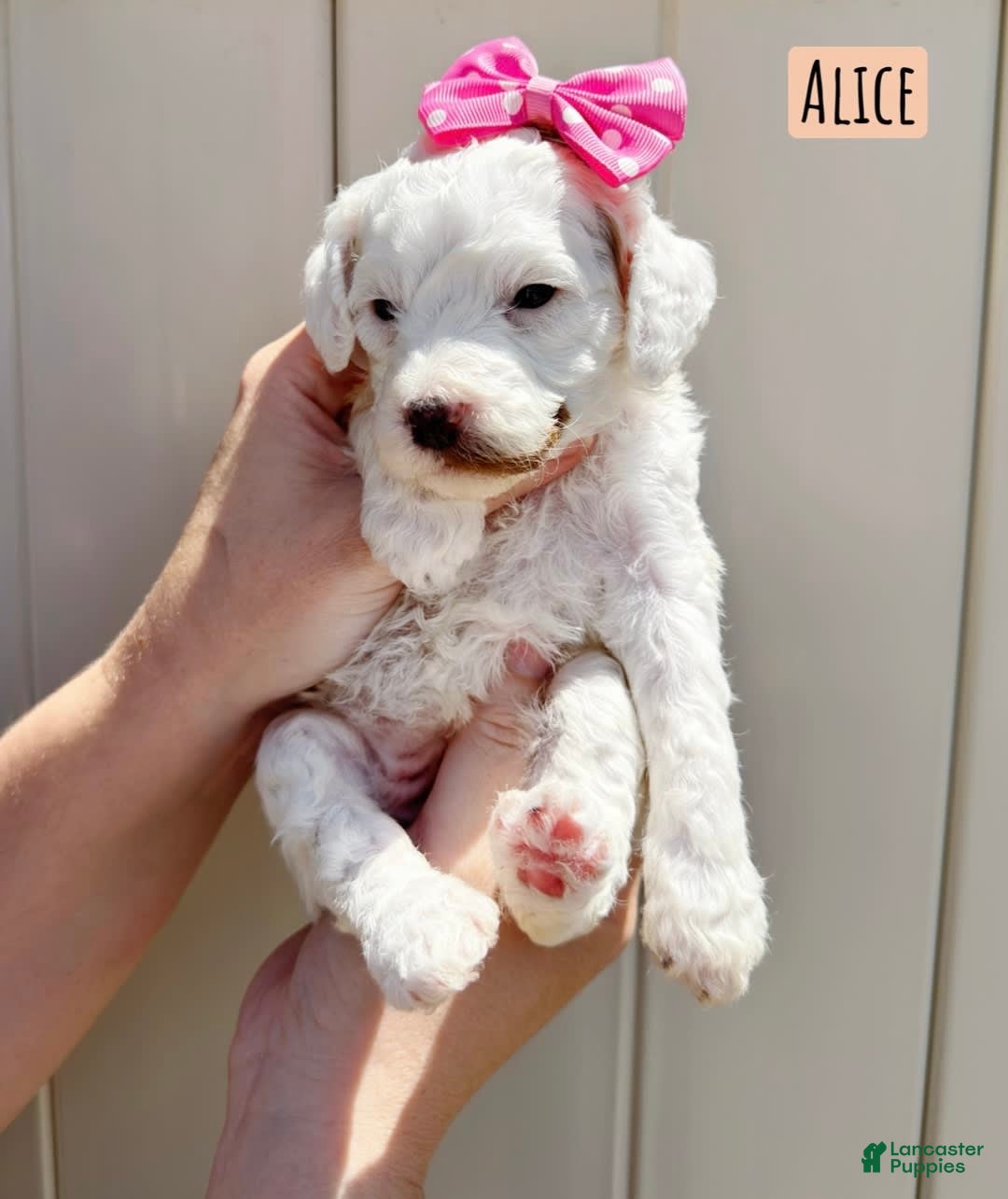 Mini Goldendoodle dogs for sale: Petite Alice - Image 4