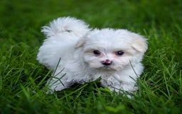 Maltese dogs for sale: Reign - Image 5