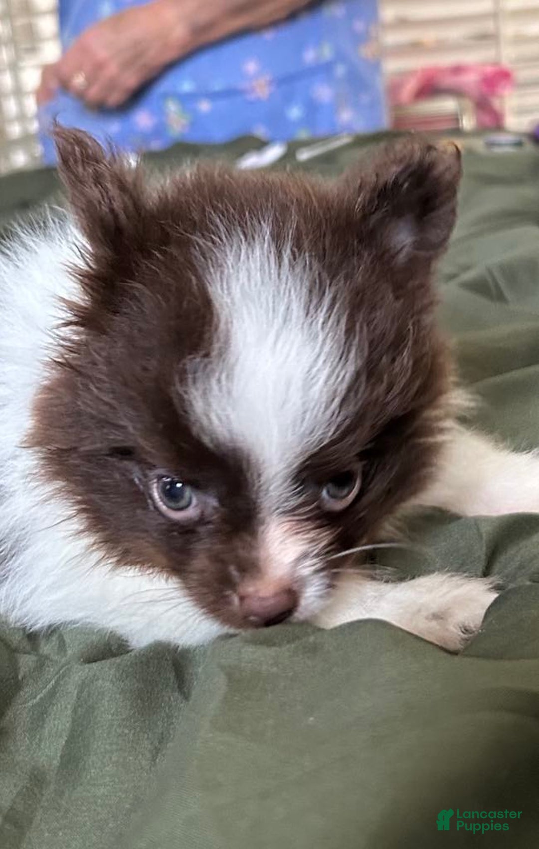 Pomeranian dogs for sale: Lexi Chocolate - Image 7