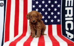 Mini Goldendoodle dogs for sale: Preston - Image 1