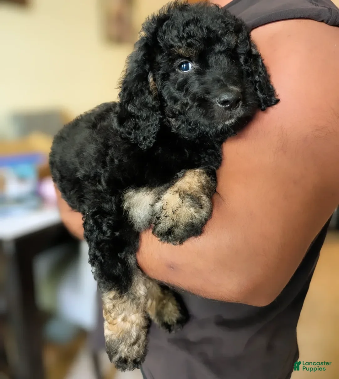 Goldendoodle dogs for sale: Slayer - Image 6