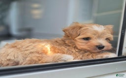 Maltipoo dogs for sale: Maya - Image 5