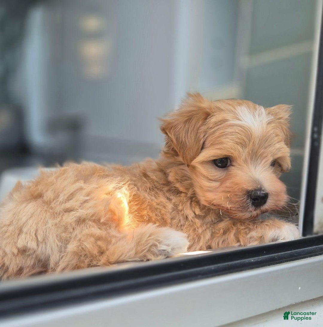 Maltipoo dogs for sale: Maya - Image 5