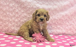 Cavapoo dogs for sale: Apollo - Image 5