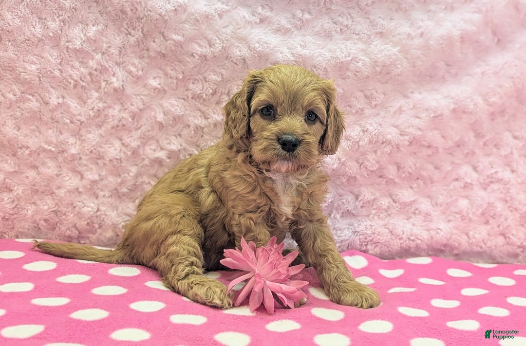 Cavapoo dogs for sale: Apollo - Image 5