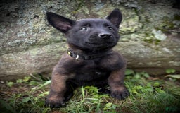 Belgian Malinois dogs for sale: Odessa - Image 2
