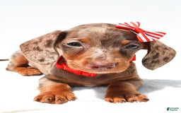 Miniature Dachshund dogs for sale: Logan - Image 6