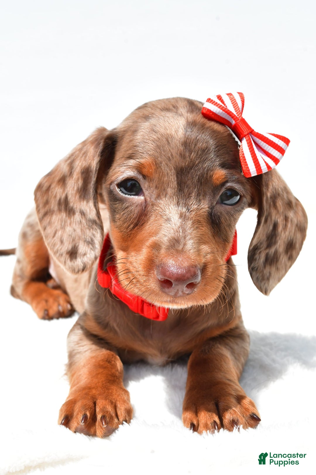 Miniature Dachshund dogs for sale: Logan - Image 6