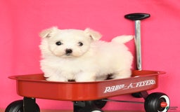 Maltese dogs for sale: Max - Image 1