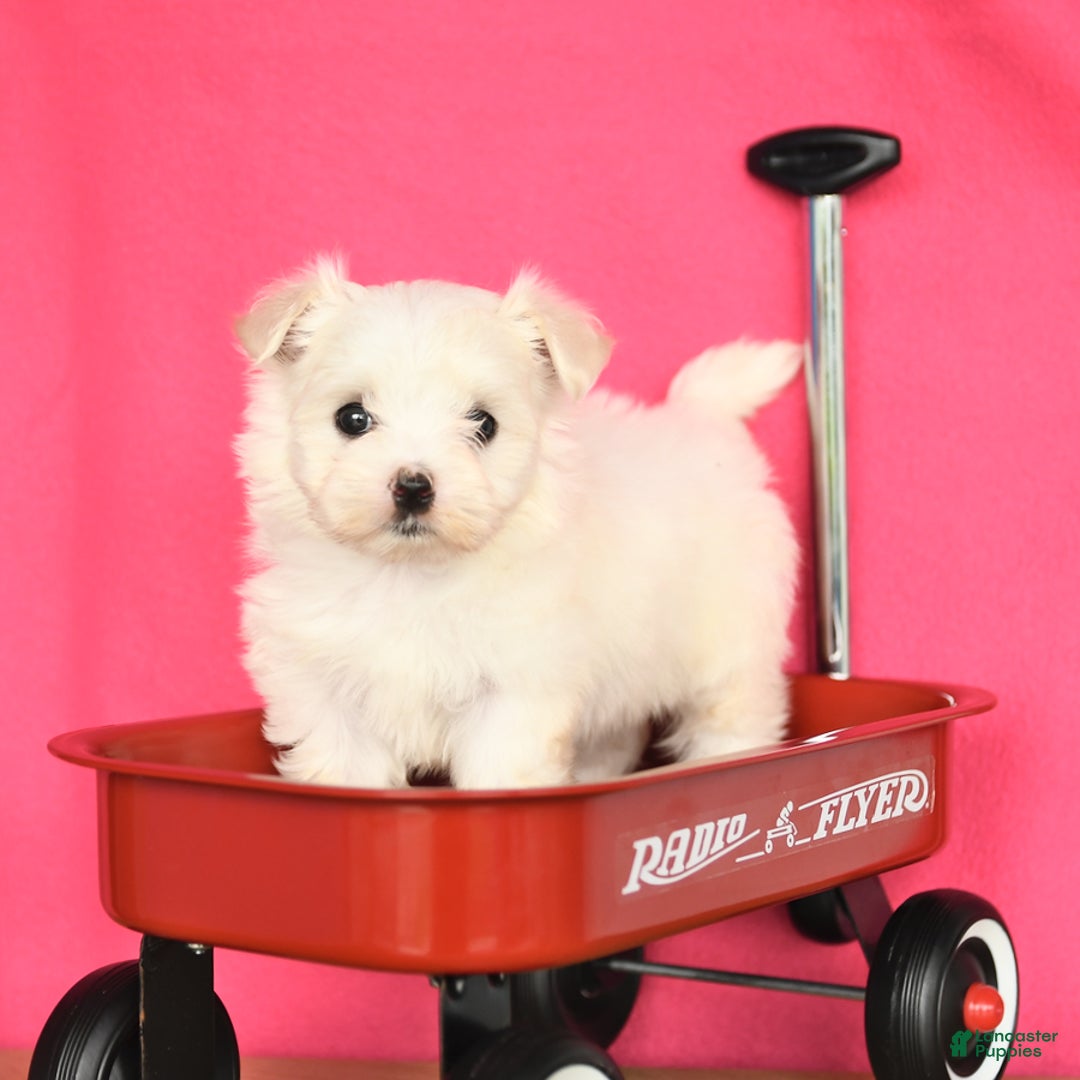 Maltese dogs for sale: Max - Image 1