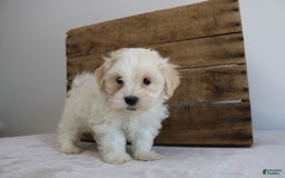 Teddy Bear dogs for sale: Karter - Image 1
