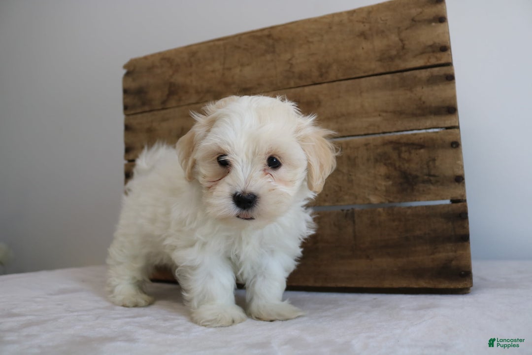 Teddy Bear dogs for sale: Karter - Image 1