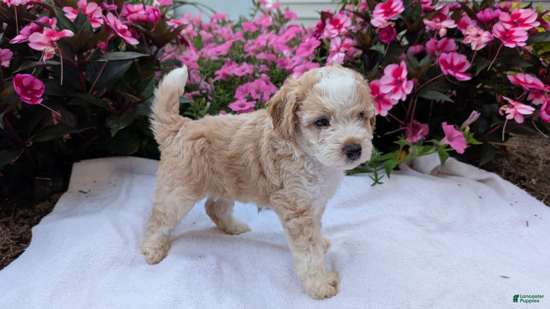 Mini Aussiedoodle dogs for sale: Rover - Image 6