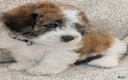 Saint Berdoodles dogs for sale: Roxy Mini Saint Berdoodle - Image 1
