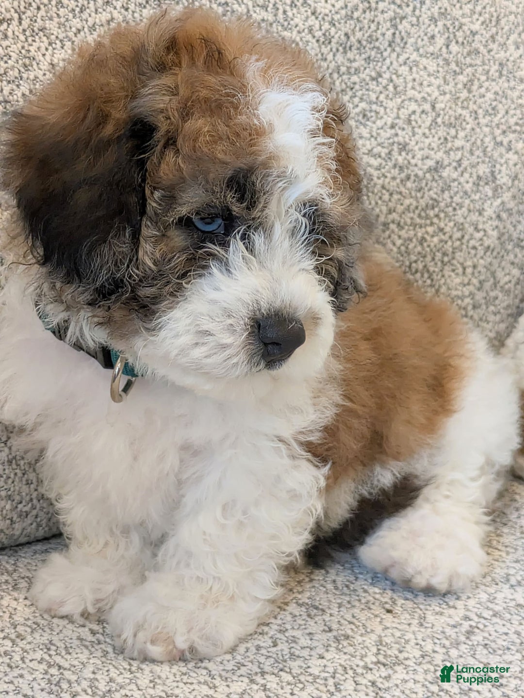 Saint Berdoodles dogs for sale: Roxy Mini Saint Berdoodle - Image 1