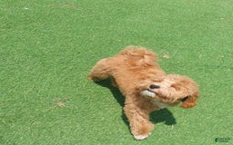 Maltipoo dogs for sale: Princeton - Image 1