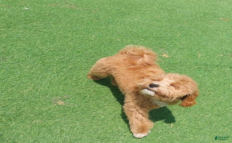 Maltipoo dogs for sale - Ad 1