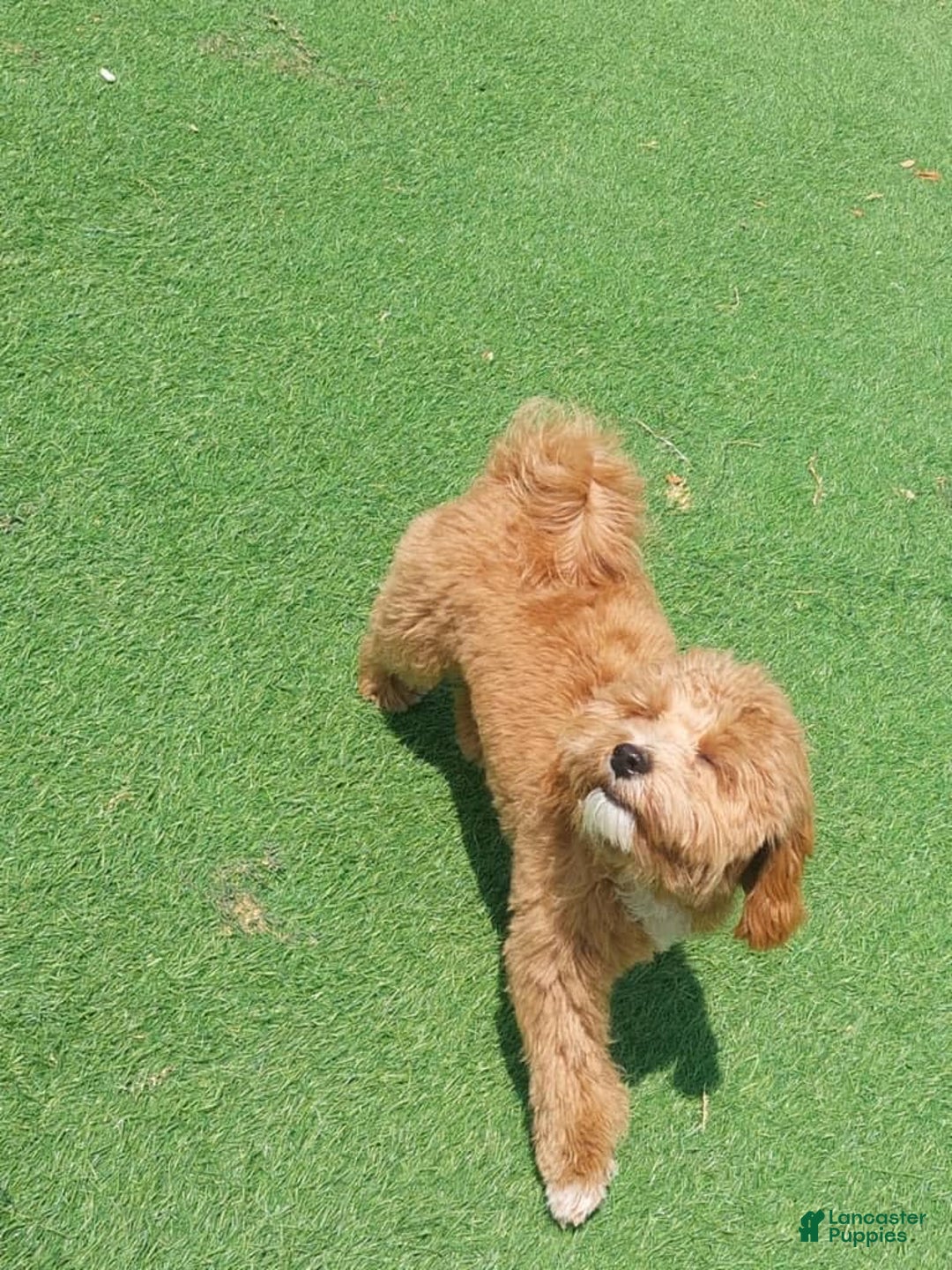 Maltipoo dogs for sale: Princeton - Image 1