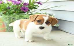 Jack Russell Terrier dogs for sale: Starburst - Image 4