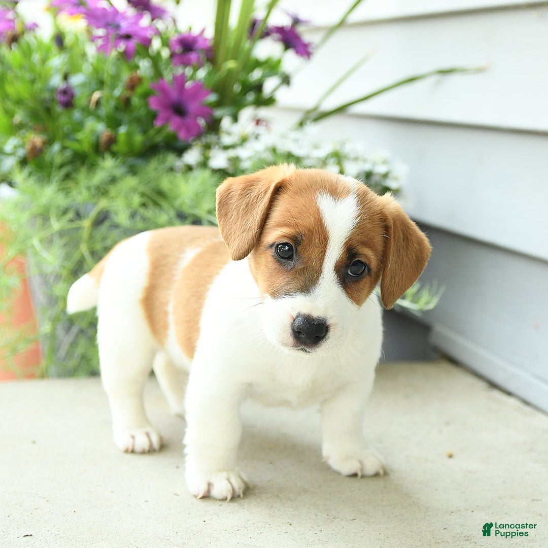 Jack Russell Terrier dogs for sale: Starburst - Image 4