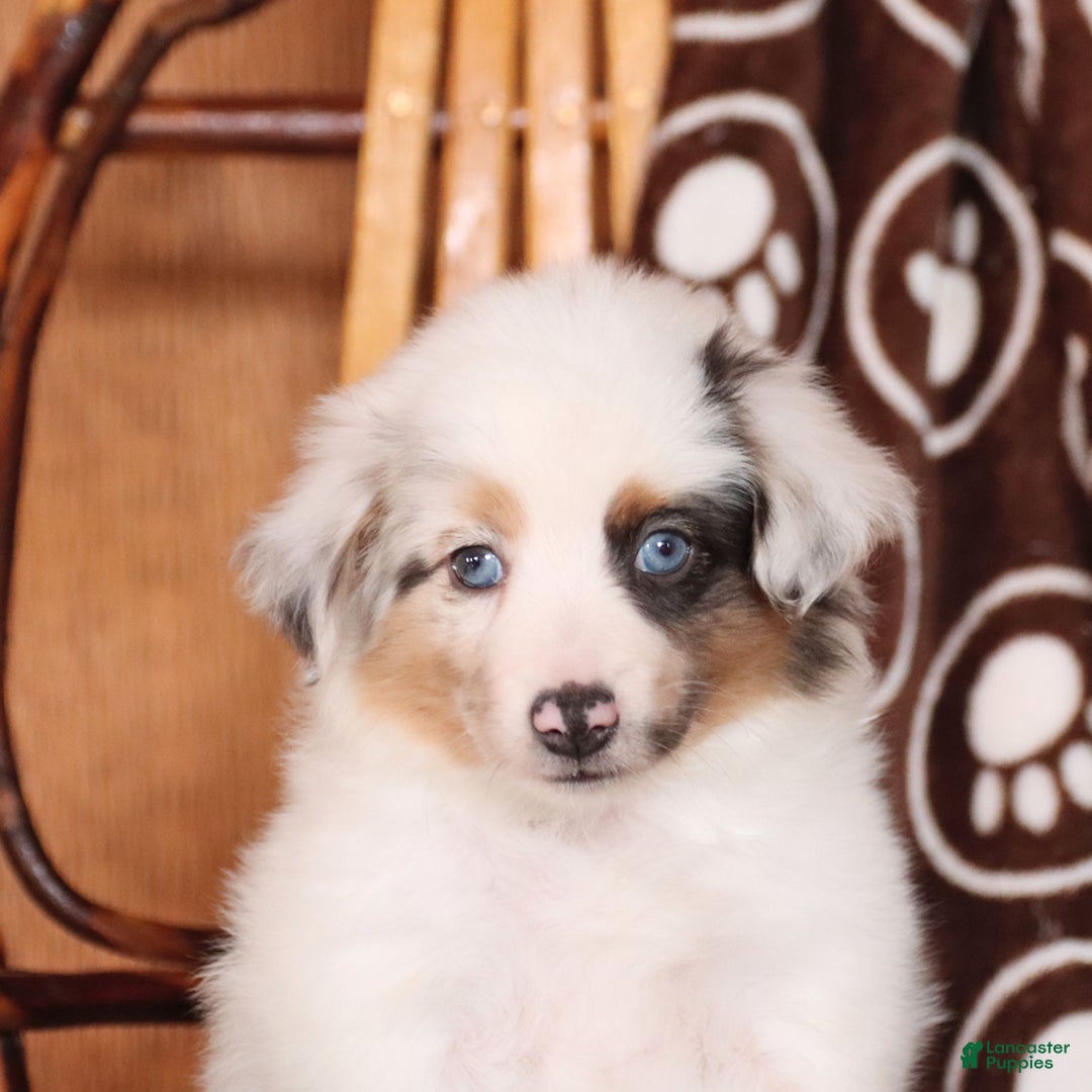 Miniature Australian Shepherd dogs for sale: Carrie - Image 5