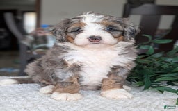 Mini Bernedoodle dogs for sale: Allie - Image 9