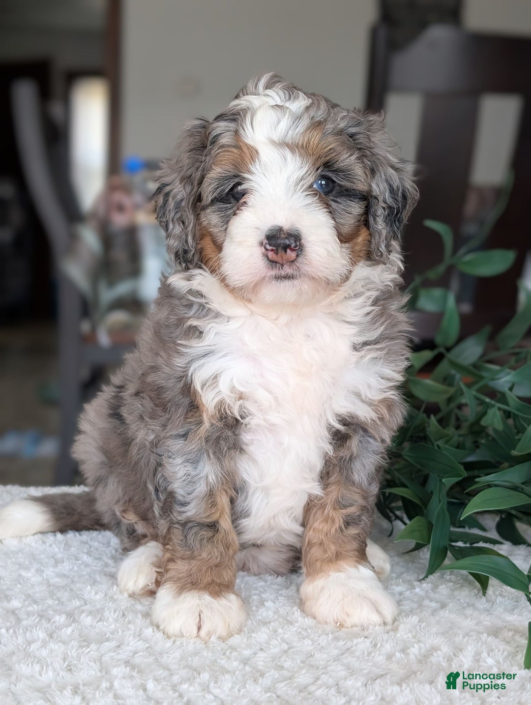 Mini Bernedoodle dogs for sale: Allie - Image 9