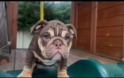 English Bulldog dogs for sale: Peaches - Image 5