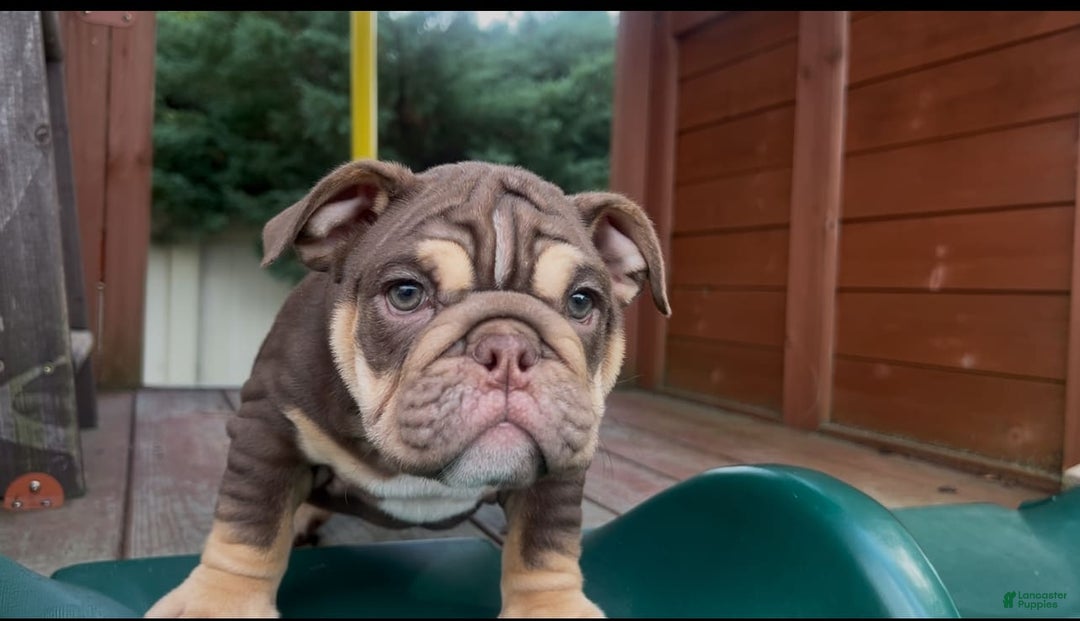 English Bulldog dogs for sale: Peaches - Image 5