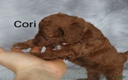 Mini Goldendoodle dogs for sale: Cori - Image 12