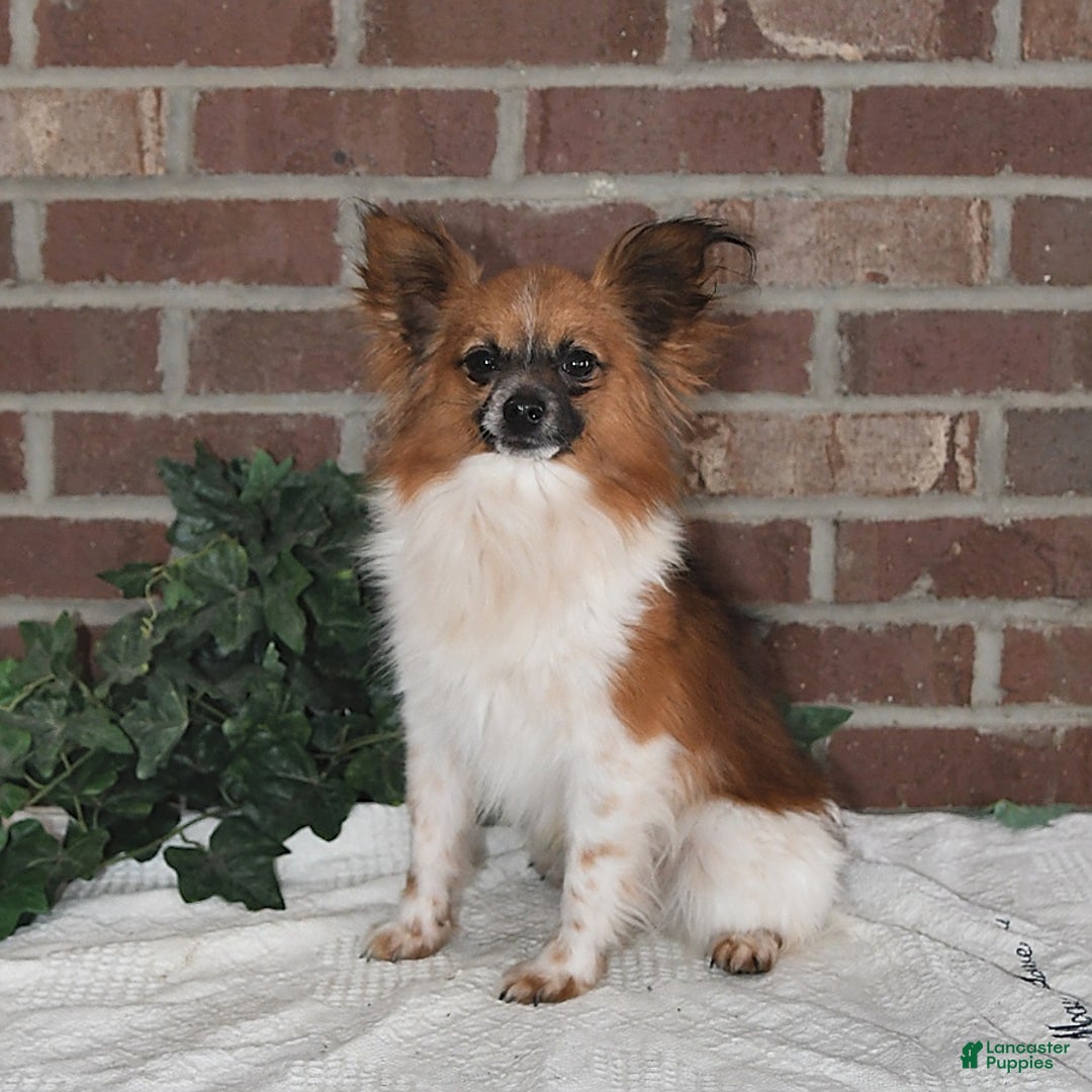 Papillon dogs for sale: Bella - Image 12