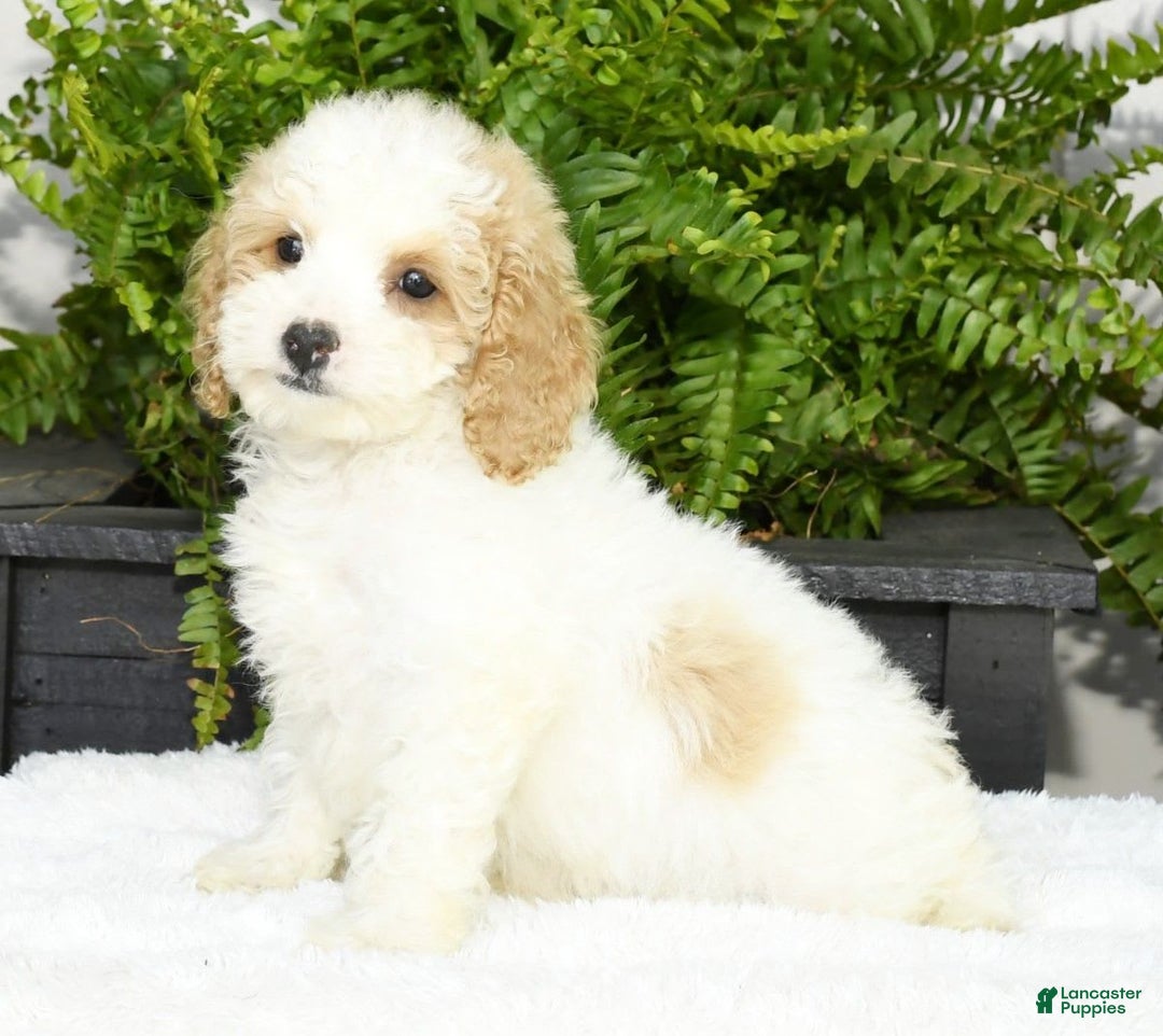 Cavapoo dogs for sale: Uriah - Image 11
