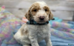 Standard Poodle dogs for sale: Gus - Image 15