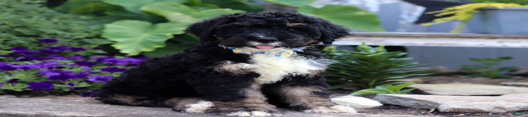Jackson