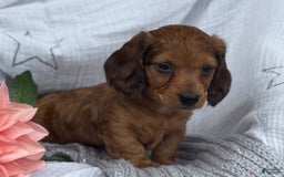 Miniature Dachshund dogs for sale: Teddy - Image 16