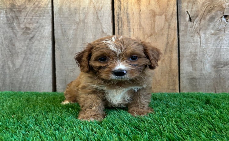Cavapoo dogs for sale - Ad 5